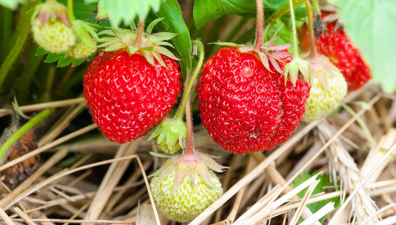 How to Grow Vegetables in Limited Space